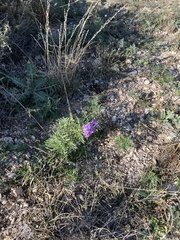 Glandularia wrightii