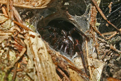 Porrhothele