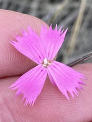 Dianthus bolusii