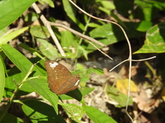 Tanaecia julii