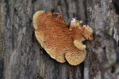 Cerrena zonata
