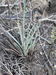 Dianthus bolusii