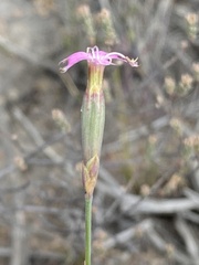 Dianthus bolusii