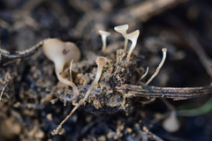 Sclerotinia