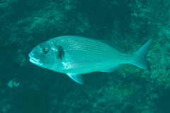 Sparus auratus
