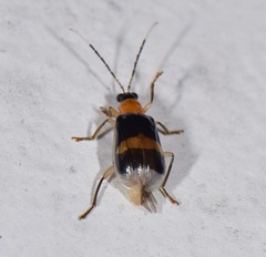 Diabrotica josephbalyi