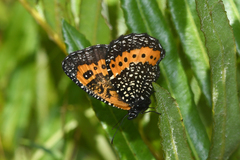 Pampasatyrus reticulata