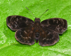 Ouleus fridericus fridericus