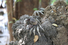 Episesarma versicolor