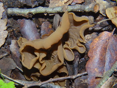 Peziza