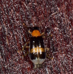 Diabrotica josephbalyi