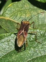 Hypselonotus fulvus
