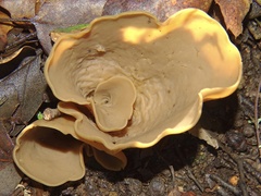 Peziza