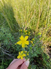 Hypericum elegans