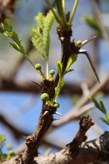 Vachellia robusta robusta
