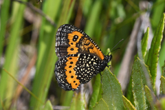 Pampasatyrus reticulata