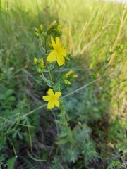 Hypericum elegans