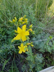 Hypericum elegans