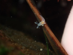 Ancula gibbosa