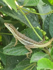 Anolis auratus