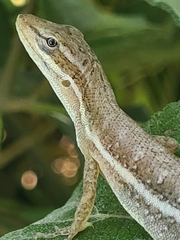 Anolis auratus