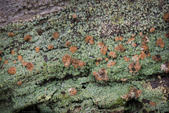 Bacidia rubella