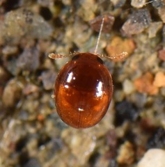 Phalacridae