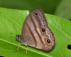 Cissia terrestris