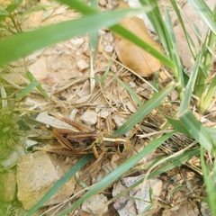 Patanga japonica