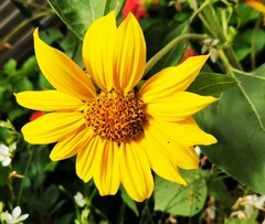 Heliopsis