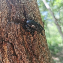 Serrognathus titanus platymelus