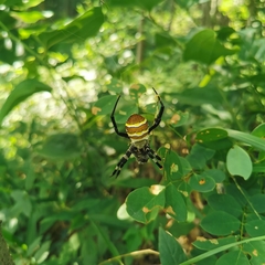 Argiope amoena