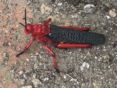 Phymateus morbillosus