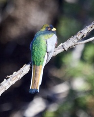 Trogon elegans