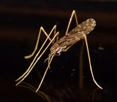 Erioptera