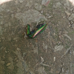 Chrysochroa fulgidissima