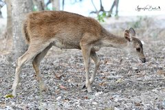 Rusa timorensis