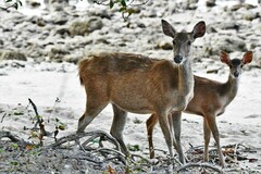 Rusa timorensis