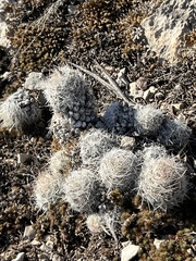 Escobaria tuberculosa