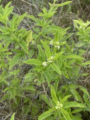 Lippia wilmsii