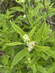 Lippia wilmsii