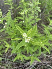 Lippia wilmsii