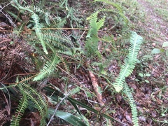 Dicranopteris flexuosa