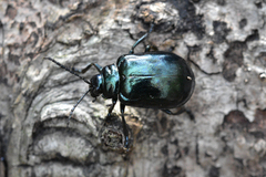 Gallerucida flaviventris