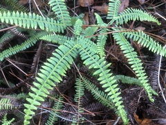 Dicranopteris flexuosa