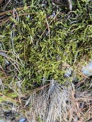 Callicladium imponens