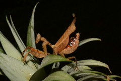 Acanthops fuscifolia