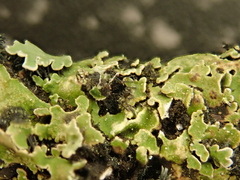 Physconia distorta
