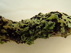 Physconia distorta