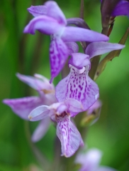 Dactylorhiza traunsteinerioides